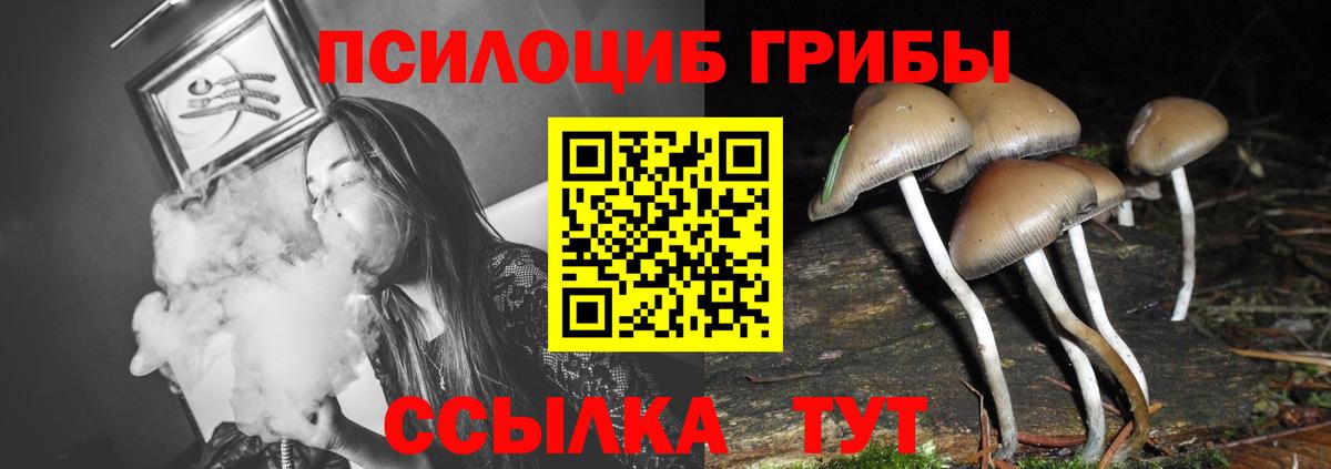 Псилоцибиновые грибы Psilocybe Рязань